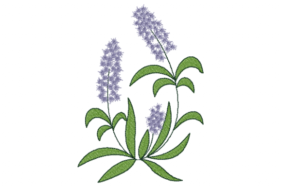 Download Lavender - Premium Resources